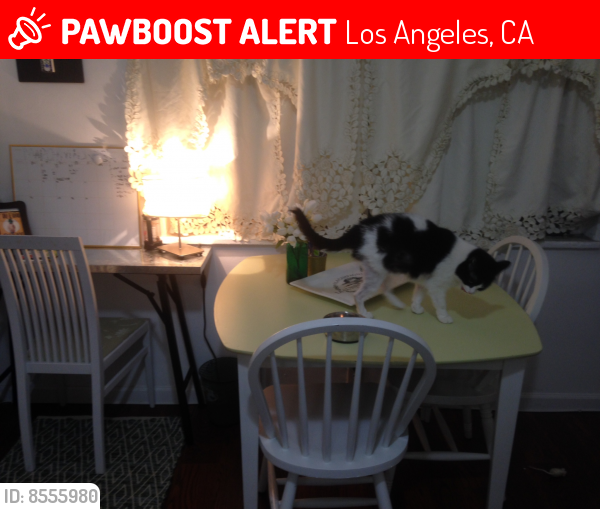 Lost Female Cat last seen Adams and budlong , Los Angeles, CA 90007