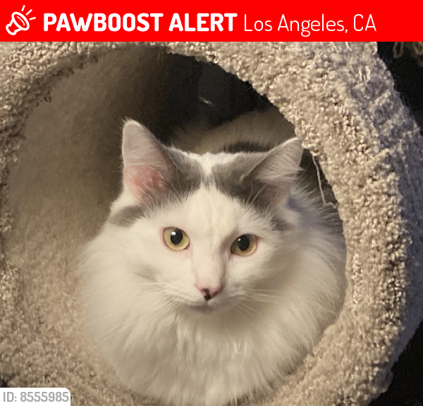 Lost Male Cat last seen Plummer St, Los Angeles, CA 91311