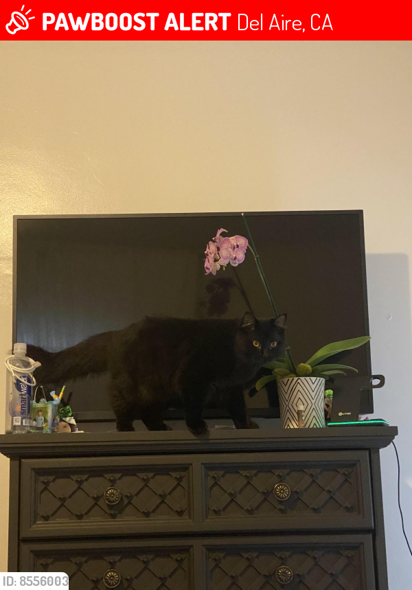 Lost Male Cat last seen Hawthorne High, Del Aire, CA 90250