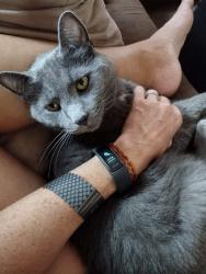 Lost Male Cat last seen Waco area near rt 43/ Canton south , Canton, OH 44707