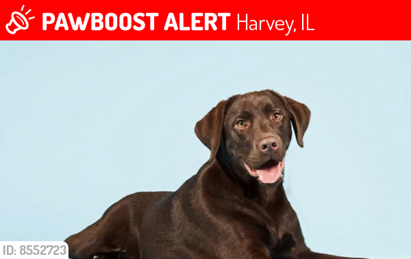 Lost Female Dog last seen Near Halsted Harvey illinois , Harvey, IL 60426
