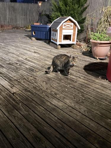 Found/Stray Unknown Cat last seen Monroe blvd., Long Beach, NY 11561