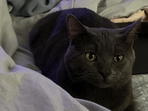 Lost Male Cat last seen N Troy st & W Argyle st, Chicago, IL 60625