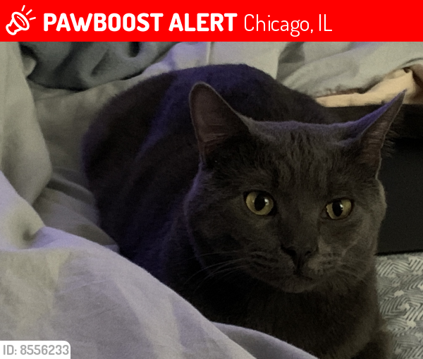 Lost Male Cat last seen N Troy st & W Argyle st, Chicago, IL 60625