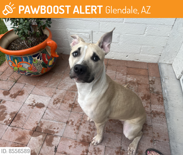 Found/Stray Unknown Dog last seen W cholla and 51st Ave , Glendale, AZ 85304