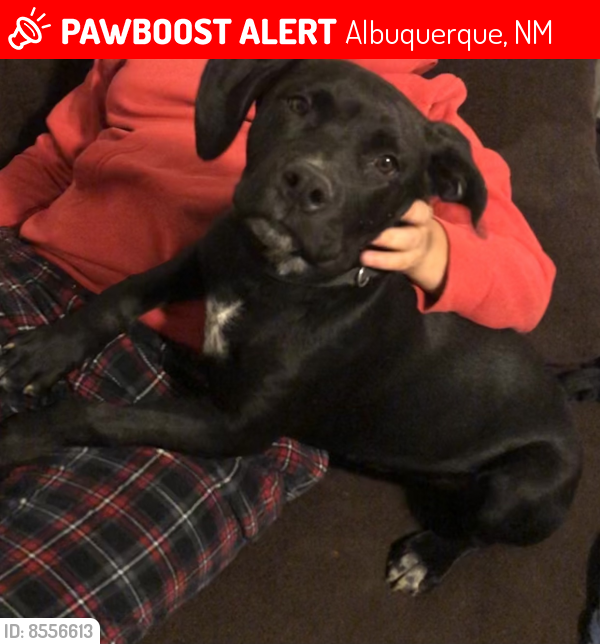 Lost Male Dog last seen Broadway and Gibson, Albuquerque, NM 87102