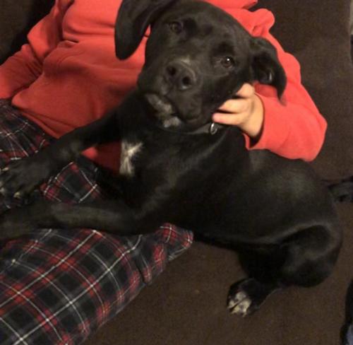 Lost Male Dog last seen Broadway and Gibson, Albuquerque, NM 87102