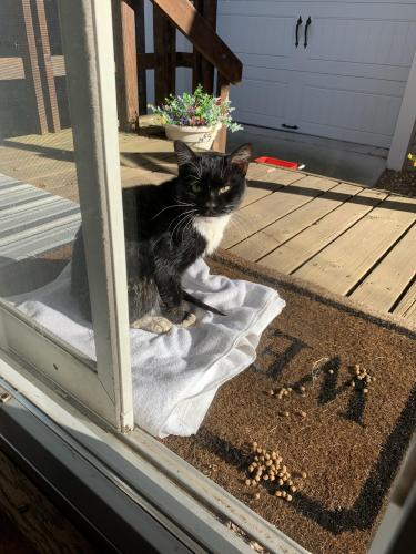 Found/Stray Male Cat last seen Chappell Hill golf course area , McHenry, IL 60051