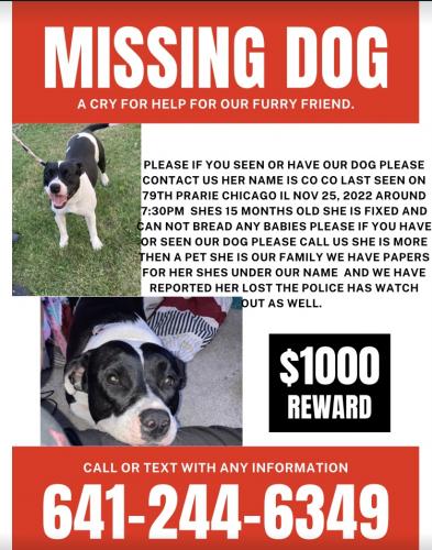 Lost Female Dog last seen 79th prairie Chicago il, Chicago, IL 60649
