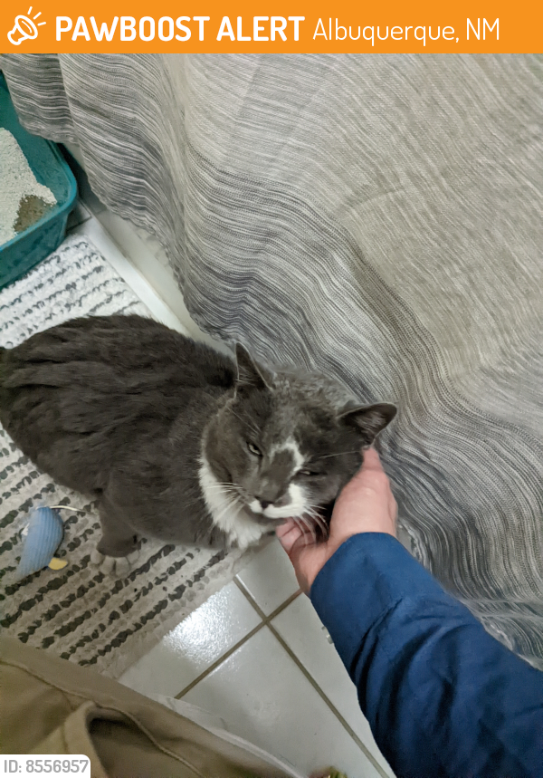 Found/Stray Male Cat last seen Lomas Blvd and Pennsylvania St NE , Albuquerque, NM 87110