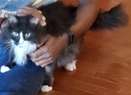 Lost Female Cat last seen Odenhal and pelican , Gaithersburg, MD 20877