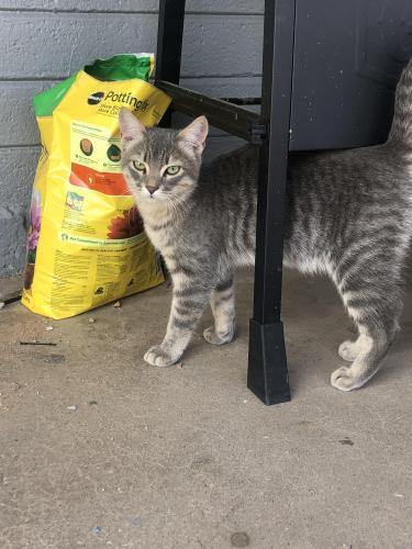 Found/Stray Male Cat last seen 81st and broadway , Mesa, AZ 85208