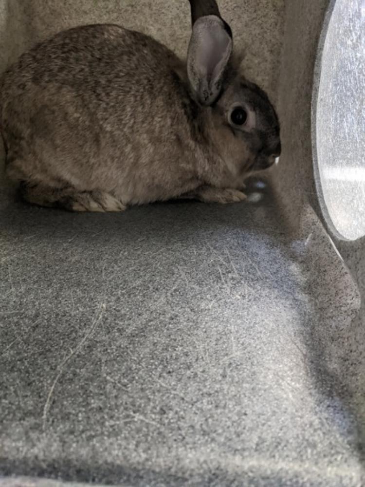 Shelter Stray Unknown Domestic rabbit last seen Chantilly, VA 20151, Fairfax, VA 22032