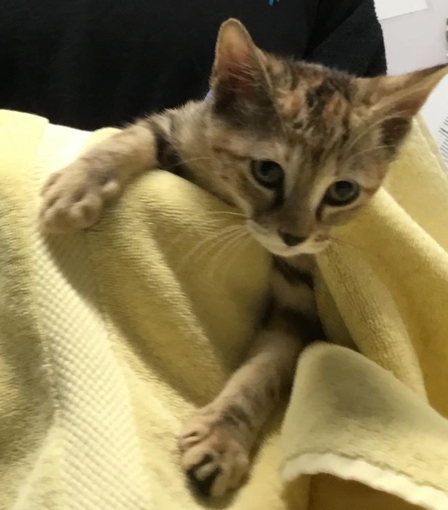 Shelter Stray Female Cat last seen Cheyenne Lane, Escondido, CA, 92026, San Diego, CA 92110