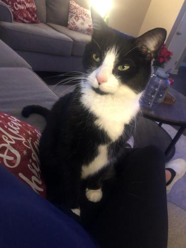 Lost Male Cat last seen Wellington st and Frankford ave , Philadelphia, PA 19135