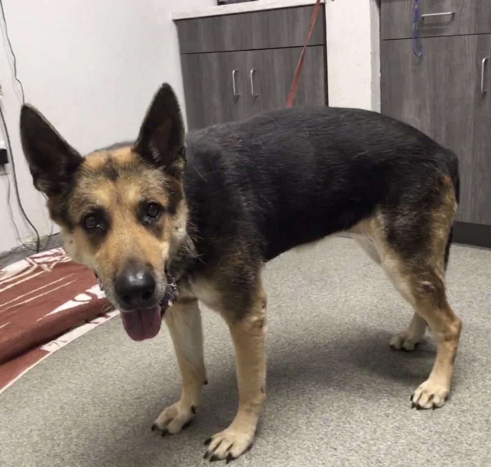 Shelter Stray Female Dog last seen Near Syamore Creek Lane, San Marcos, CA, 92069, San Diego, CA 92110