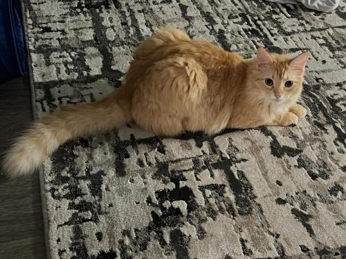 Lost Female Cat last seen Aliro apmts at 14000 Biscayne Blvd, North Miami Beach, FL 33181