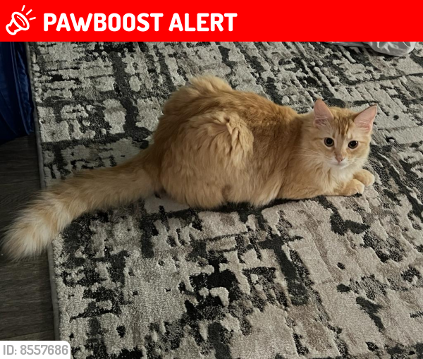 Lost Female Cat last seen Aliro apmts at 14000 Biscayne Blvd, North Miami Beach, FL 33181