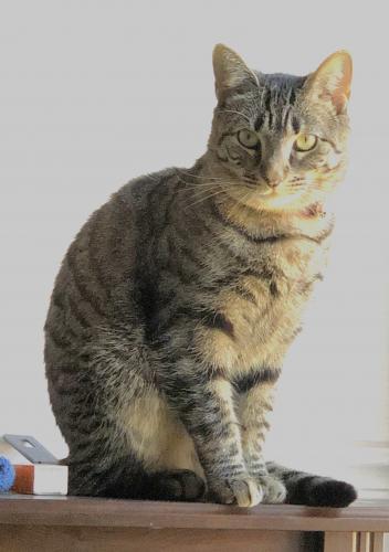 Lost Female Cat last seen Jonquil Dr. and Eagle Rd., Newtown Township, PA 18940