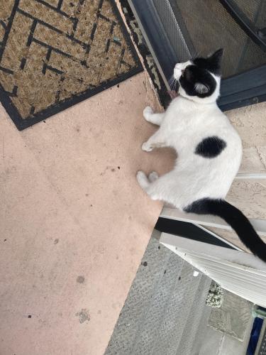 Found/Stray Female Cat last seen Persimmon/Sumner/Oro, El Cajon, CA 92021