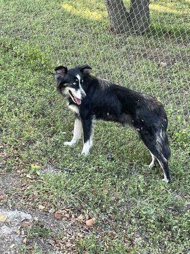 Lost Female Dog last seen Schwald Rd at Polk St, Killeen, Bell County, TX 76543