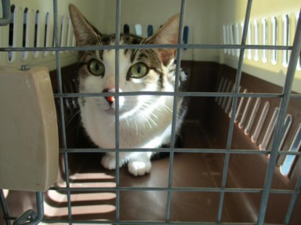 Shelter Stray Female Cat last seen Oakland, CA , Oakland, CA 94601