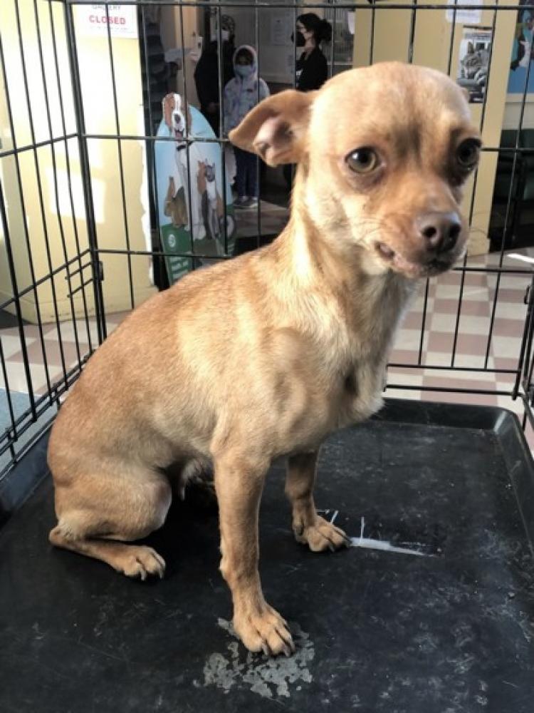 Shelter Stray Female Dog last seen Near 92nd Ave 94603, Oakland, CA, Oakland, CA 94601