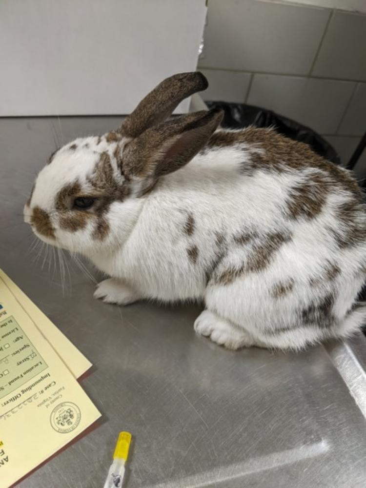 Shelter Stray Male Domestic rabbit last seen Near Trans World Ave, Chantilly, Fairfax County, VA, Fairfax, VA 22032