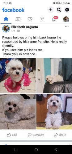 Lost Male Dog last seen Meade Ave, San Diego, CA 92105