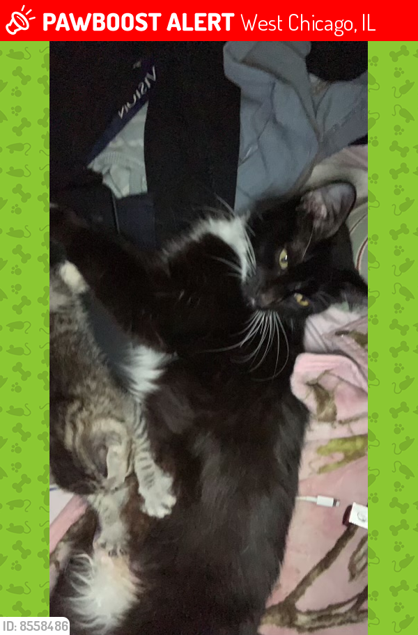 Lost Female Cat last seen Hawthorne & Route 59, West Chicago, IL 60185