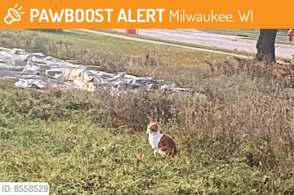 Found/Stray Unknown Cat last seen Near W Villard Ave Milwaukee WI 53209, Milwaukee, WI 53209