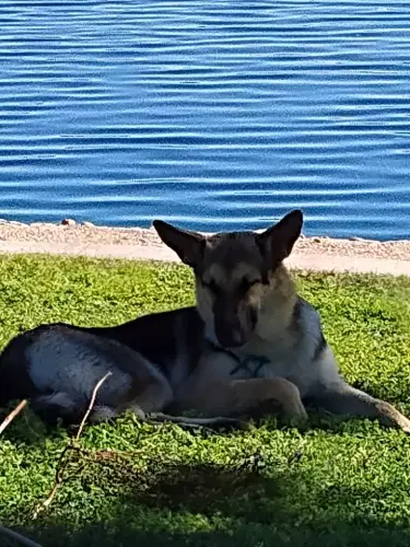 Lost Female Dog last seen N 67th an Peoria , Glendale, AZ 85304