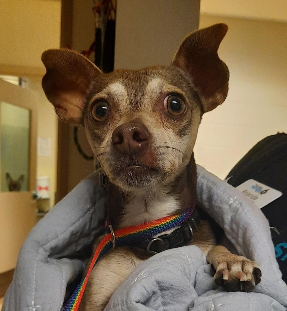 Shelter Stray Male Dog last seen Near 31st Street, San Diego, CA, 92104, San Diego, CA 92110
