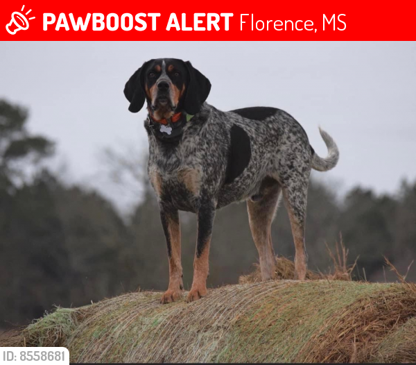 Lost Male Dog last seen Hwy 469, Florence, MS 39073