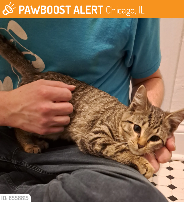Found/Stray Male Cat last seen Ravenswood and Sunnyside, Chicago, IL 60640