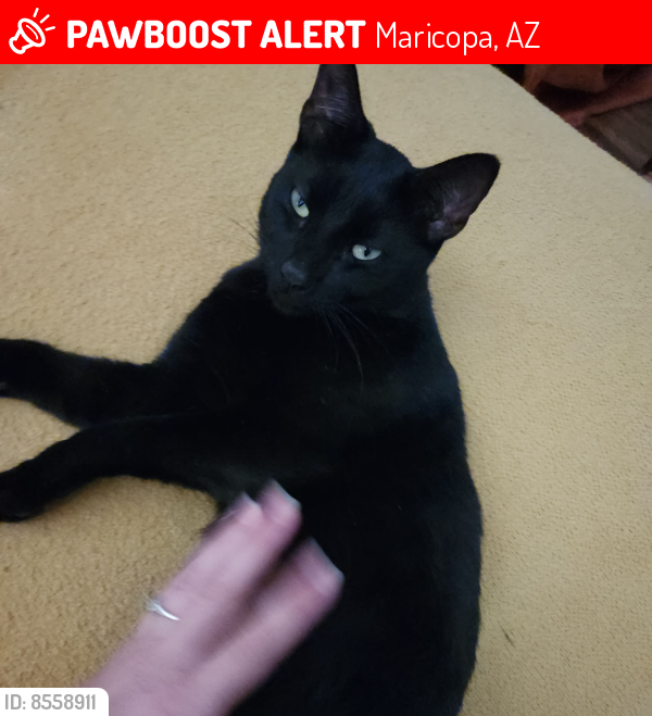 Deceased Male Cat last seen Near Ryans Trail Maricopa AZ 85138, Maricopa, AZ 85138
