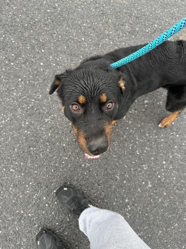 Found/Stray Male Dog last seen Yankee drive , Keedysville, MD 21756
