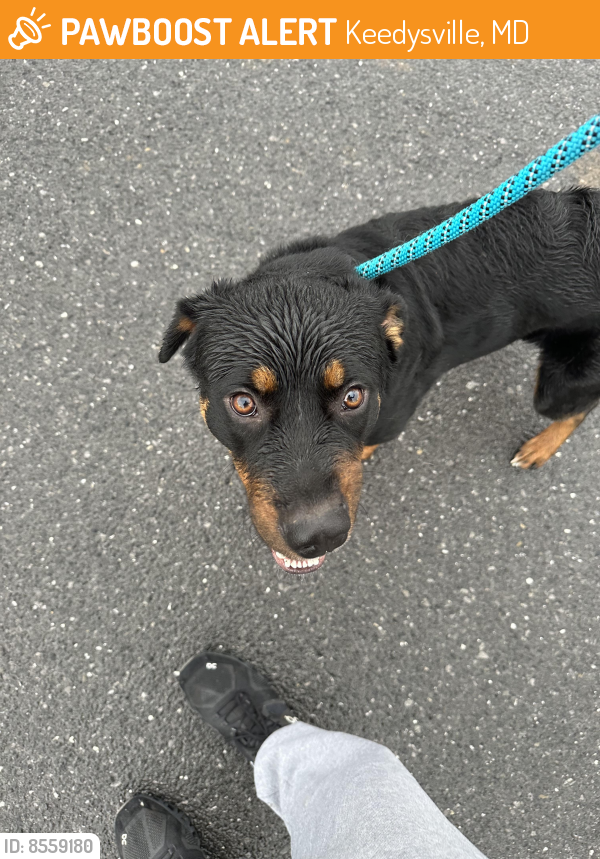 Found/Stray Male Dog last seen Yankee drive , Keedysville, MD 21756