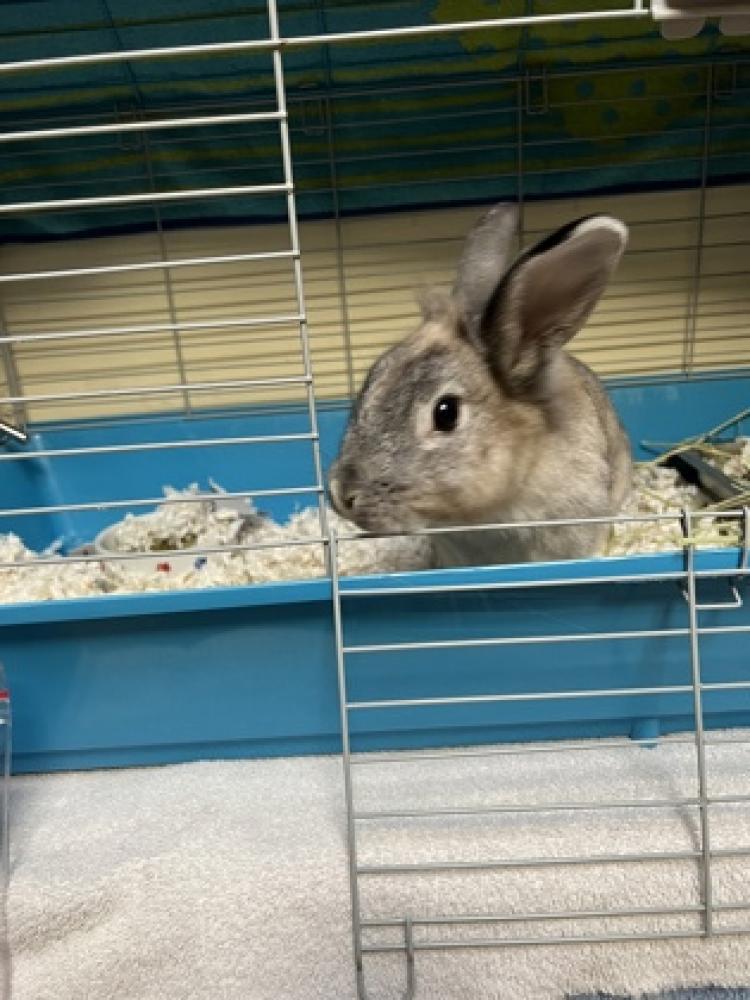 Shelter Stray Female Domestic rabbit last seen Chantilly, VA 20151, Fairfax, VA 22032