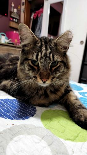 Lost Male Cat last seen Broadway ave and Putnam st, Lynbrook, NY 11563