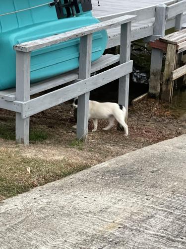 Found/Stray Unknown Dog last seen Wash Davis Rd. Summerton across from farm, Clarendon County, SC 29148