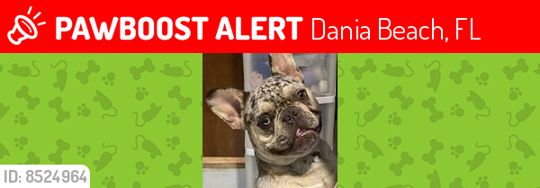 Lost Male Dog last seen NE 2ND STREET AND 6TH AVENUE AND GULFSTREAM ROOM - ON 600 BLOCK OF NE 2ND PLACE, Dania Beach, FL 33004
