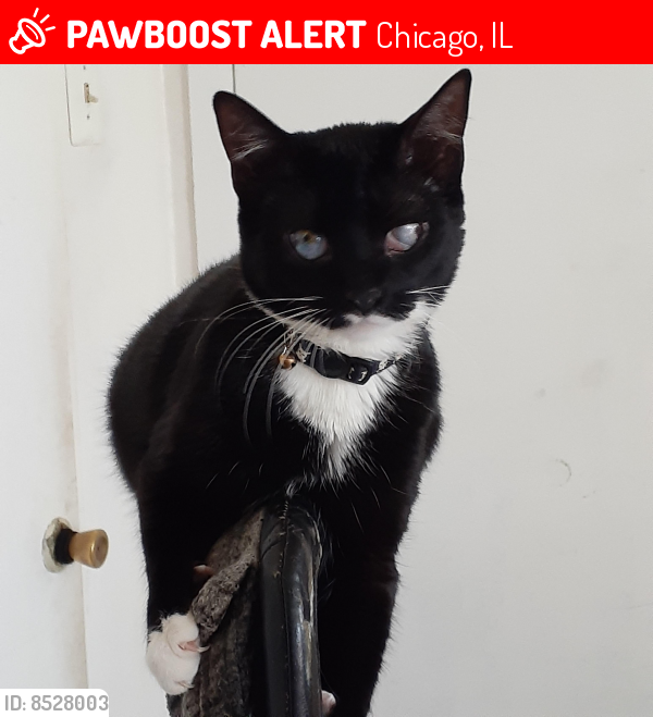 Lost Female Cat last seen West 25th ST and South Albany. Center of Little Village, Chicago, IL 60623