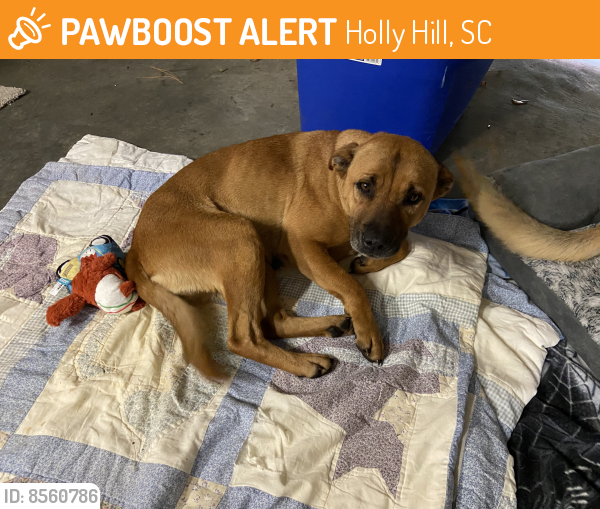 Rehomed Female Dog last seen I-95N around mile marker 90. Holly Hill, SC, Holly Hill, SC 29059