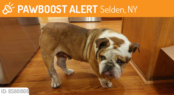 Found/Stray Female Dog last seen Selden, Selden, NY 11784
