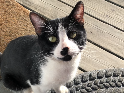 Found/Stray Male Cat last seen Cypress Street, Saint Paul, MN 55106