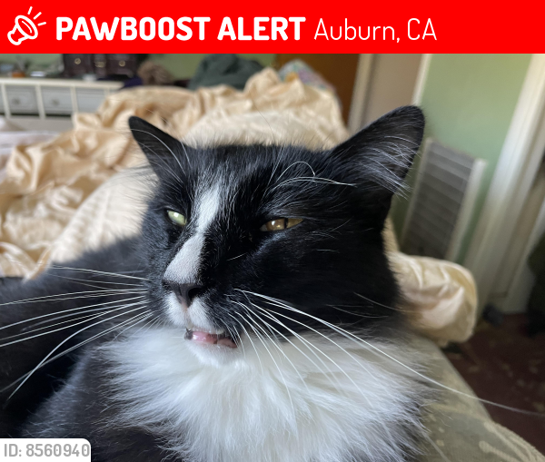 Lost Male Cat last seen Wise Rd, Auburn, CA 95603