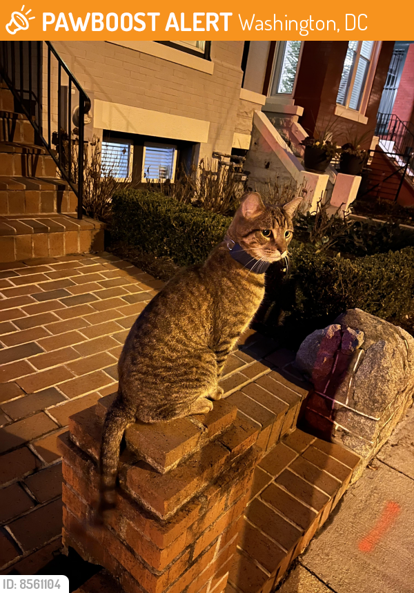 Found/Stray Unknown Cat last seen Near e capitol St, Washington, DC 20003