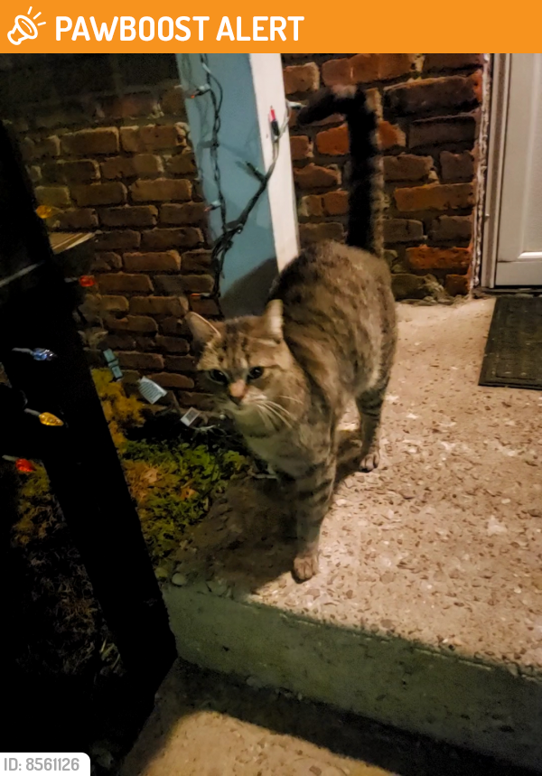 Found/Stray Female Cat last seen Near Folsom Ave off Broadway, Huntington Station, NY 11746