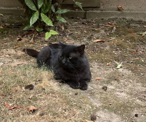 Lost Male Cat last seen Creston Villa apmts parking lot, Portland, OR 97202
